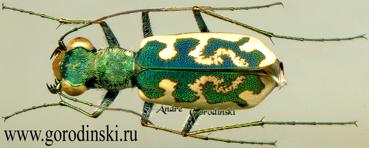 http://www.gorodinski.ru/cicindela/Cylindera mongolica.jpg